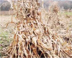  ?? ?? Maize stalk is one of the agricultur­e residues that can be to produce papers