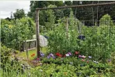  ?? ?? Most allotment-holders grow some flowers among their crops to brighten up their plot