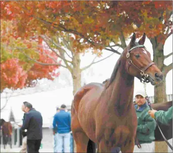  ?? KEENELAND PHOTO ?? The Keeneland November sale will kick off a 12-day schedule at 11 a.m. on Nov. 7.