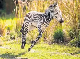  ?? WALT DISNEY CO. ?? A Hartmann’s mountain zebra foal at Disney’s Animal Kingdom in early 2020.