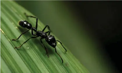  ?? Photograph: Juan Carlos Ulate/Reuters ?? A bullet ant. There are more than 12,000 known species of ants and they are native to nearly everywhere on Earth.