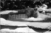  ?? MARK HOUGH VIA AP ?? THIS JUNE 29 IMAGE (left) made from video released by Mark Hough shows a bear in a hot tub in Hough’s backyard in Altadena, Calif.