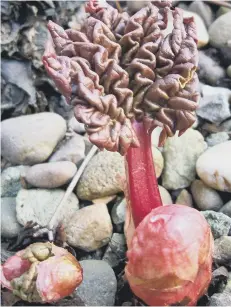  ??  ?? Rhubarb.