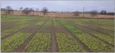  ?? ?? Cover crops sow in fully replicated plot trials