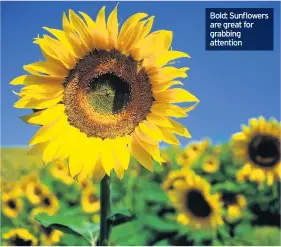  ??  ?? Bold: Sunflowers are great for grabbing attention