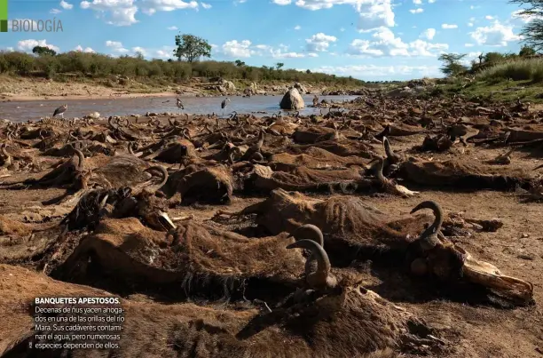  ??  ?? BANQUETES APESTOSOS. Decenas de ñus yacen ahogados en una de las orillas del río Mara. Sus cadáveres contaminan el agua, pero numerosas especies dependen de ellos.