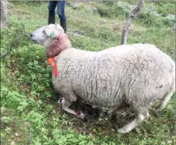  ??  ?? MÅTTE AVLIVES: Denne sauen var så skadet og hadde så store lidelser at den måtte avlives. (Foto: privat)