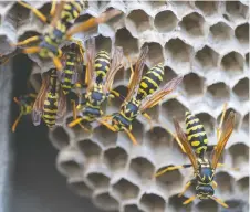  ?? GETTY ?? Each yellow jacket can sting multiple times, and they tend to attack in groups. People can trigger this attack mode even when they aren't trying to hurt the wasps.