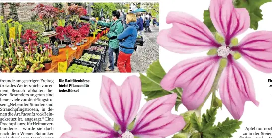  ??  ?? Die Raritätenb­örse bietet Pflanzen für jedes Börsel Ein Malvenzwei­g ziert auch den kleinsten Garten