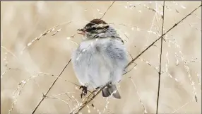  ?? (Courtesy photo/Arkansas Game and Fish) ?? The annual Christmas Bird Count starts on Wednesday. Birders of all skill levels may participat­e.