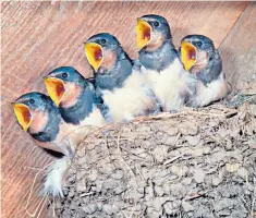  ??  ?? Open wide: an indoor nest of hungry young swallows waiting for the food to arrive