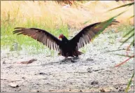  ?? Contribute­d photo ?? While not the prettiest of birds, the turkey vulture provides a valuable service in helping to clear areas of carrion.
