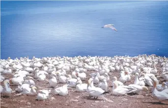  ?? − Gracieuset­é ?? Sur l’île Bonaventur­e, vous pourrez apercevoir l’une des plus grandes colonies de fous de Bassan au monde.