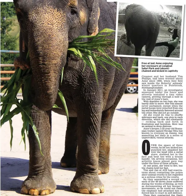  ??  ?? Free at last: Anne enjoying her enclosure at Longleat Safari Park and (above) chained and kicked in captivity