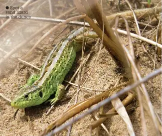  ?? ?? Spot a sand lizard in the dunes