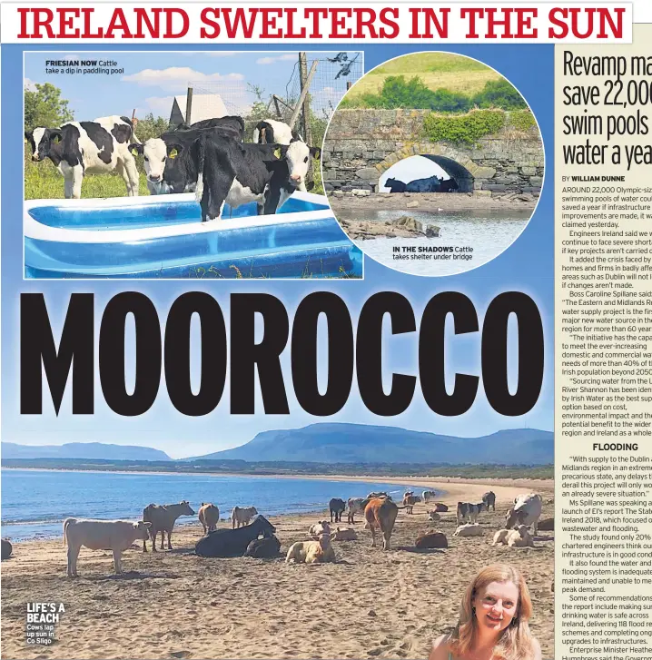  ??  ?? FRIESIAN NOW Cattle take a dip in paddling pool LIFE’S A BEACH Cows lap up sun in Co Sligo IN THE SHADOWS Cattle takes shelter under bridge