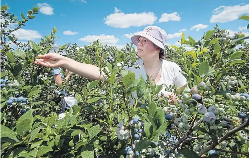  ?? MATHEW MCCARTHY WATERLOO REGION RECORD ?? Maggie Walch of TNT Berries picks blueberrie­s at her family’s farm in Shakespear­e. Her family, the owners, have seen more berries on their plants than last year.