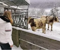  ??  ?? Auf dem Urlaubsbau­ernhof müssen die Gäste schon mal mit anpacken – und zum Beispiel die Kühe füttern.