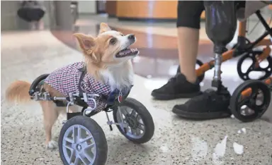  ?? DAVID WALLACE/THE REPUBLIC ?? Nubby looks up while helping as a pet therapy dog at Banner Baywood Medical Center in Mesa.