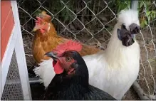  ?? IMAGE FROM SCREENSHOT ?? The debate in municipali­ties about chckens includes the fate of roosters, such as this white bird at right, which Pottstown resident Katie Scanlan gave to a farm because of noise disturbing neighbors.