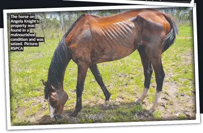  ?? ?? The horse on Angela Knight’s property was found in a malnourish­ed condition and was seized. Picture: RSPCA