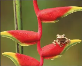  ?? SUSAN PETRIE ?? La grenouille de la forêt tropicale by Susan Petrie, member of Club Passion Photo