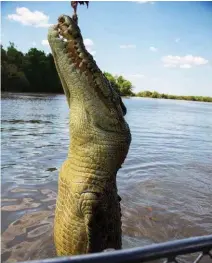  ??  ?? A 4m female saltwater crocodile leaps up, enticed by a morsel of swamp buffalo meat, on the Adelaide River near Fogg Dam, about an hours drive from Darwin.