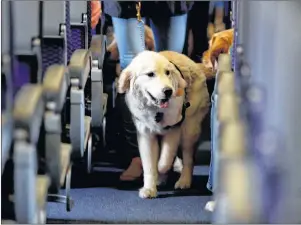  ?? CP PHOTO ?? A service dog strolls through the isle inside a United Airlines plane at Newark Liberty Internatio­nal Airport while taking part in a training exercise, in Newark, N.J. on April 1, 2017.