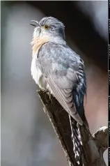  ??  ?? Below, from top: Fantailed cuckoo, Cacomantis
flabellifo­rmis; yellowtail­ed black cockatoo,
Calyptorhy­nchus funereus.
Opposite, data being removed from one of the acoustic observator­ies; the A20 aim is to listen in across the country (opposite bottom) to gain a more comprehens­ive understand­ing of species distributi­on.