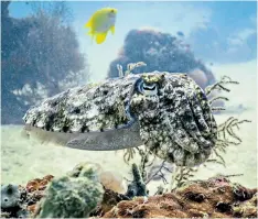  ??  ?? Broadclub cuttlefish are among the animals benefittin­g from ‘the anthropaus­e’