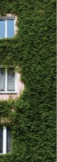  ?? Foto: Andrea Warnecke, tmn ?? Eine grüne Pflanzensc­hicht ums Haus wirkt ähnlich wie eine Dämmung.