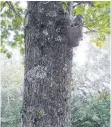  ?? FOTO: GISELA GRAMLICH ?? Ein Baum in der Aalener Böhmerwald­straße ist wieder befallen worden.