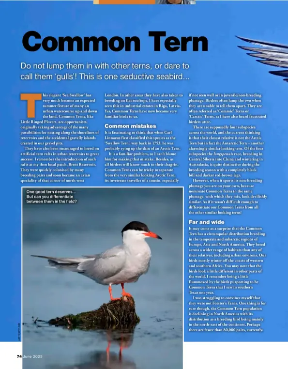  ?? ?? One good tern deserves... But can you differenti­ate between them in the field?