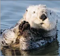  ?? VERN FISHER/ MONTEREY COUNTY HERALD FILES ?? California sea otters remain an endangered species, in part because of increased attacks by sharks.