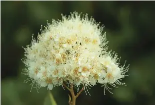  ?? ?? Spirea by a former roadside, a telltale sign of regenerati­on. Some 10,000 miles of roads have been removed since 2000, according to the Forest Service, including nearly 3,400 since 2016.