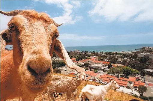  ?? Branimir Kvartuc / Associated Press 1998 ?? Goats grazed in Laguna Beach (Orange County) in 1998. With today’s shelter in place, goats and other animals have romped in the Bay Area and beyond.