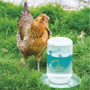  ??  ?? Chickens guzzle two to three times as much water as they eat in food, depending on their size.