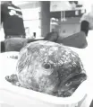  ?? — Gambar AFP ?? GAMBAR serahan CSIRO yang dirakam Asher Flatt dari Fasiliti Kebangsaan Marin di Hobart menunjukka­n ikan blob yang dinaikkan dari kedalaman 2.5 kilometer di perairan New South Wales, Australia.