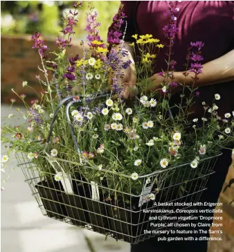  ??  ?? A basket stocked with Erigeron karvinskia­nus, Coreopsis verticilla­ta and Lythrum virgatum ‘Dropmore Purple’, all chosen by Claire from the nursery to feature in The Sarn’s pub garden with a difference.