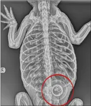  ?? WILDLIFE CONSERVATI­ON SOCIETY VIA AP ?? This photo provided by the Wildlife Conservati­on Society, shows an x-ray of a nearly 5-foot American alligator, recovered from a lake in New York’s Prospect Park on Feb 19 that had swallowed a 4-inch bathtub stopper, visible in the outline that was added by the source.