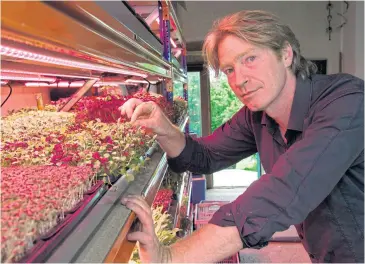  ?? AFP ?? British microgreen­s grower Chris Kilner poses in his greenhouse in Saint-Jean-en-Val.