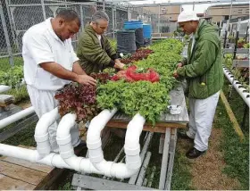  ?? Texas Department of Criminal Justice ?? The aquaponics farm at the Michael Unit provides skills that can help inmates land better jobs on the outside. This photo was taken before the pandemic.