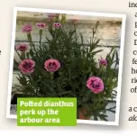  ??  ?? Po ed dianthus perk up the arbour area