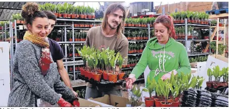  ??  ?? À la lisière d’Ollioules et de Sanary, les employés de Tanneguy de Valbray sont pleinement mobilisés pour que le muguet en pots produit ici soit livré, en temps et en heure, aux quatre coins de l’Hexagone.