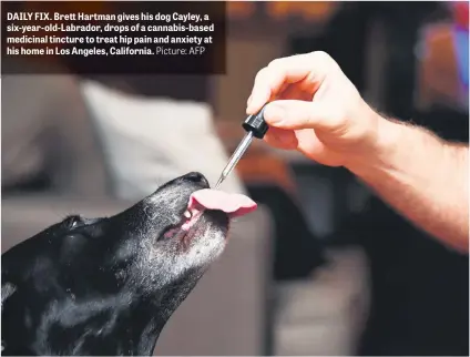  ?? Picture: AFP ?? DAILY FIX. Brett Hartman gives his dog Cayley, a six-year-old-Labrador, drops of a cannabis-based medicinal tincture to treat hip pain and anxiety at his home in Los Angeles, California.