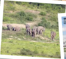  ??  ?? MAGICAL Herd of elephant in Kui Buri national park