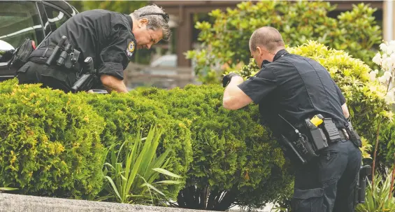  ?? RICHARD LAM ?? Vancouver police officers search a bush along 11th Avenue on Tuesday during an investigat­ion into a double homicide in the 1700 block.