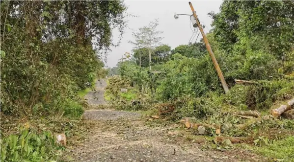  ?? REINER MONTERO PARA LN ?? El servicio eléctrico en Bellavista de Guápiles se vio afectado desde el miércoles por la noche, producto de los fuertes vientos y las lluvias, que hicieron caer varios árboles sobre el tendido eléctrico.