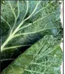  ??  ?? Collards originated as a wild form of cabbage in the eastern Mediterran­ean or Asia Minor.