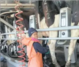  ??  ?? AT HOME: Award-winning agricultur­ist Sanelisiwe Ngubane has immersed herself in a life of dairy farming despite being warned that adapting to farm life could be difficult for people from urban background­s.